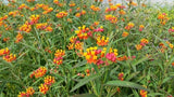 Asclepias Curassavica 'Mexican Butterfly' Plant (Bare Root) - Minimum Qty. 6 Per Variety