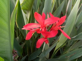 Canna Longwood 'Endeavor' (Bare Root) - Minimum Qty. 3 Per Variety