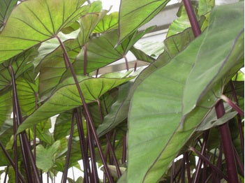 Colocasia Esculenta 'Violet Stem' Taro (Bare Root) - Minimum Order Qty. 3 Per Variety