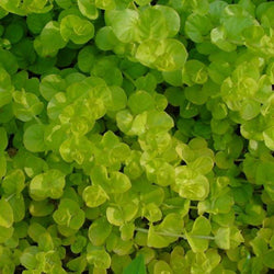 Lysmachia Nummilaria 'Aurea' 'Golden Creeping Jenny' (Bare Root) - Minimum Qty. 6 Per Variety