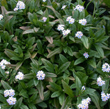 Myosotis Scirpoidis 'Blue Forget-Me-Not' (Bare Root) - Minimum Qty. 5 Per Variety