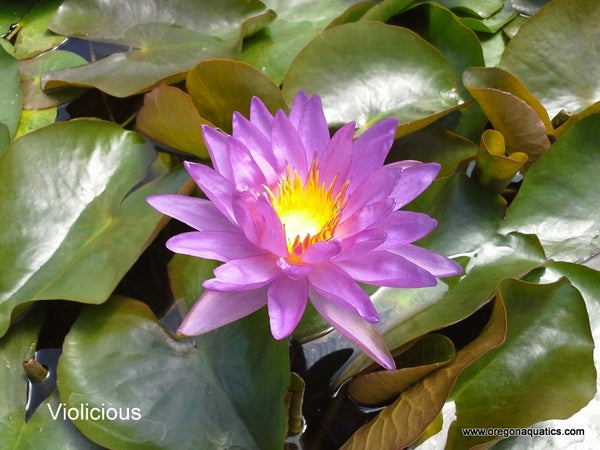 Violicious - Lavender/Purple Tropical-Hardy Hybrid Lily (Bare Root) - Minimum Qty. 2 Per Variety