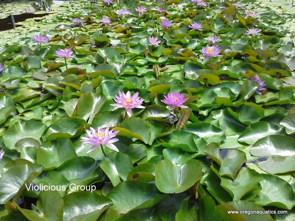 Violicious - Lavender/Purple Tropical-Hardy Hybrid Lily (Bare Root) - Minimum Qty. 2 Per Variety