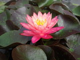 Wanvisa - Pink/Orange/Yellow Hybrid Hardy Lily (Bare Root) - Minimum Qty. 2 Per Variety