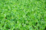 'Rosette' Water Lettuce (Pistia Stratiotes 'Rosette') - Minimum Order Qty. 6