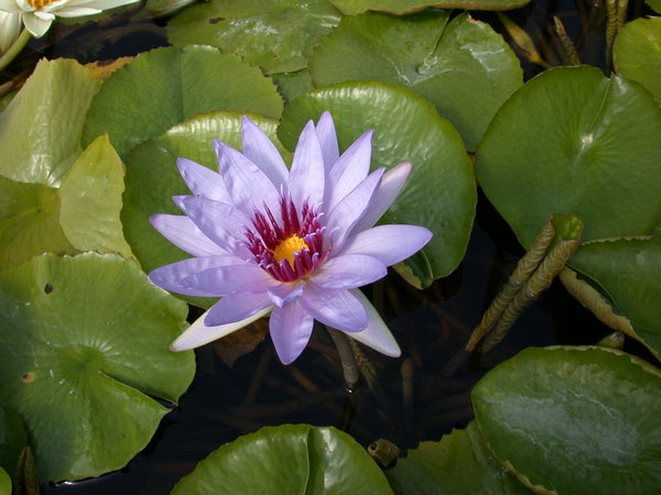 'Wood's Blue Goddess' - Blue Day Blooming Tropical Lily (Bare Root)