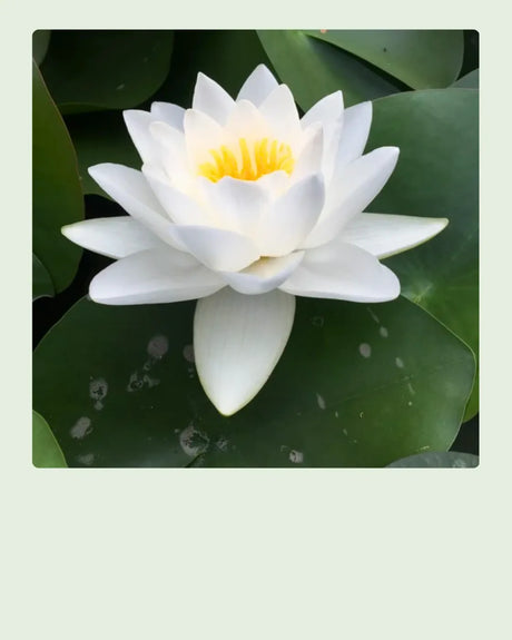 Hardy Water Lilies
