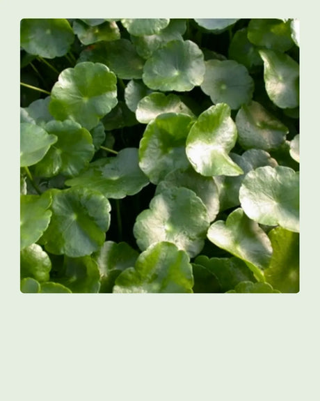 Shallow Water Plants