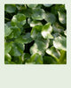 Shallow Water Plants