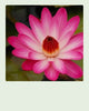Tropical Water Lilies