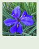 Iris