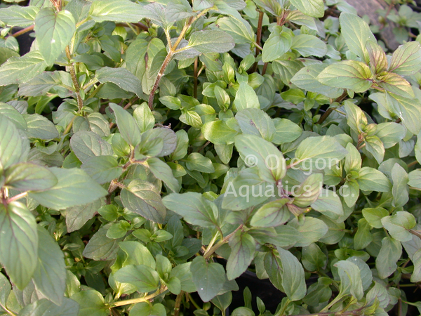 Mentha Aquatica 'Water Mint' (Bare Root) - Minimum Qty. 6 Per Variety