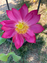 'Titanic' Lotus - Multi Petal Pink (Bare Root Tuber) - Min Qty. 2 Per Variety