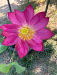'Titanic' Lotus - Multi Petal Pink (Bare Root Tuber) - Min Qty. 2 Per Variety