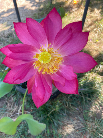 'Titanic' Lotus - Multi Petal Pink (Bare Root Tuber) - Min Qty. 2 Per Variety