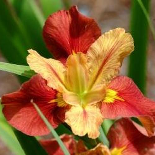 Iris Louisiana 'Window Shopping' (Bare Root) - Minimum Qty. 5 Per Variety