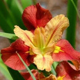 Iris Louisiana 'Window Shopping' (Bare Root) - Minimum Qty. 5 Per Variety