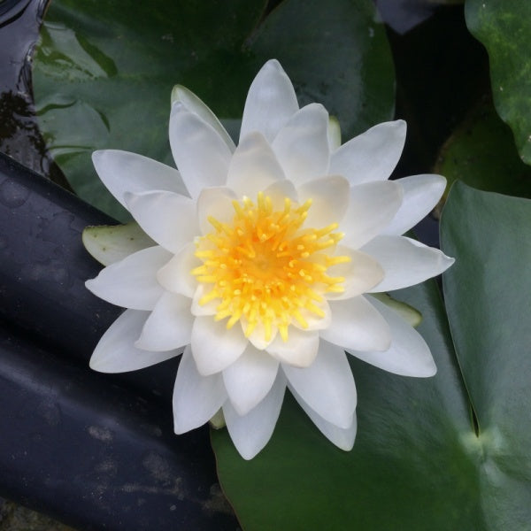 Queen of Whites - White Hardy Lily (Bare Root) - Minimum Qty. 3 Per Variety