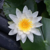 Queen of Whites - White Hardy Lily (Bare Root) - Minimum Qty. 3 Per Variety