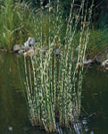 Scirpus Zebrinus 'Zebra Rush' (Bare Root) - Minimum Qty. 5 Per Variety
