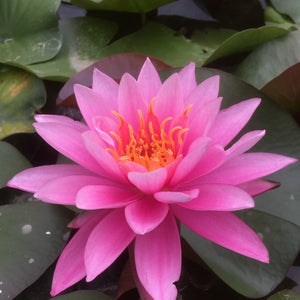 Bernice Ikins - Pink Hardy Lily (Bare Root)