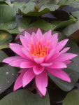 Bernice Ikins - Pink Hardy Lily (Bare Root) - Minimum Qty. 3 Per Variety