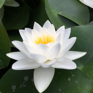 Virginalis - White Hardy Lily (Bare Root)