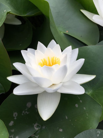 Virginalis - White Hardy Lily (Bare Root) - Minimum Qty. 3 Per Variety