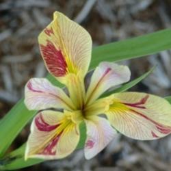 Iris Louisiana 'Splitter Splatter' (Bare Root) - Minimum Qty. 5 Per Variety