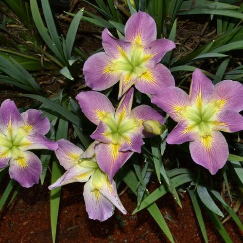 Iris Louisiana 'Handmaiden' (Bare Root) - Minimum Qty. 5 Per Variety