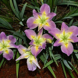 Iris Louisiana 'Handmaiden' (Bare Root) - Minimum Qty. 5 Per Variety