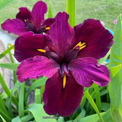 Iris Louisiana 'Red Velvet Elvis' (Bare Root) - Minimum Qty. 6 Per Variety