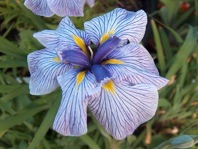 Iris Ensata 'Geisha Gown' (Bare Root) - Minimum Qty. 5 Per Variety