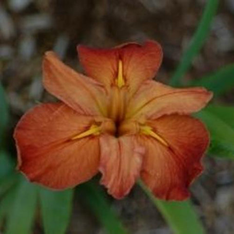 Iris Louisiana 'Red Bean' (Bare Root) - Minimum Qty. 6 Per Variety