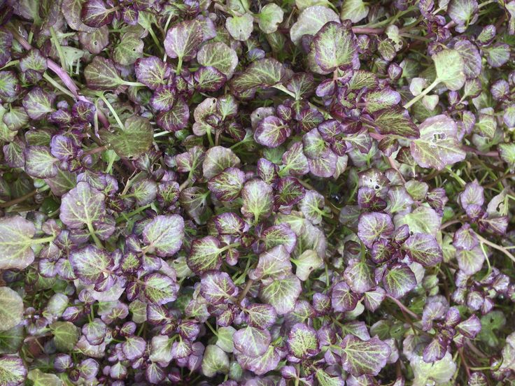 Nasturtium Officinale 'Purple' 'Purple/Red Watercress' (Bare Root) - Minimum Qty. 6 Per Variety