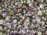 Nasturtium Officinale 'Purple' 'Purple/Red Watercress' (Bare Root) - Minimum Qty. 6 Per Variety