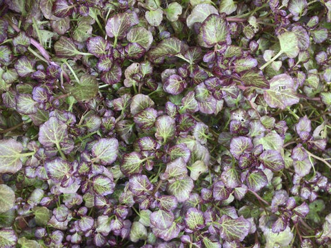 Nasturtium Officinale 'Purple' 'Purple/Red Watercress' (Bare Root) - Minimum Qty. 6 Per Variety