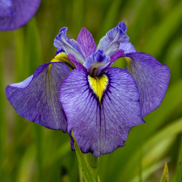 Iris 'Pseudata' (Bare Root) 18 Varieties - Minimum Qty. 5 Per Variety