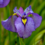 Iris 'Pseudata' (Bare Root) 18 Varieties - Minimum Qty. 5 Per Variety