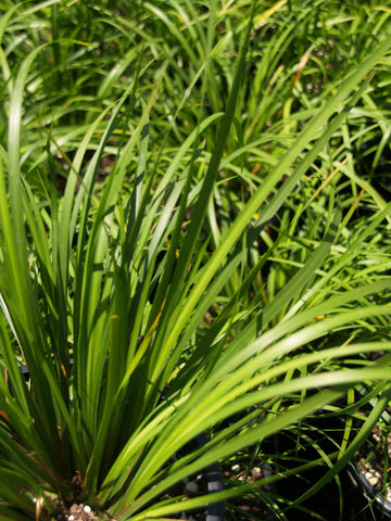 Acorus Gramineus 'Licorice' (Bare Root) - Minimum Qty. 5 Per Variety