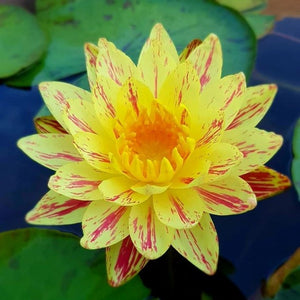 Siam Fantasy - Yellow/Burgandy Hybrid Hardy Lily (Bare Root)
