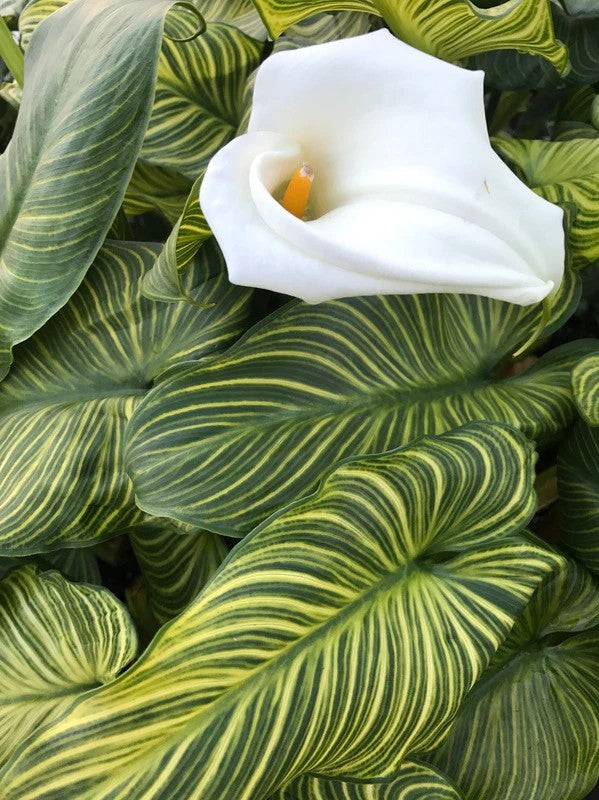 Zantedeschia Aethiopica 'African Gold' (Bare Root) - Minimum Qty. 5 Per Variety *NEW