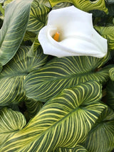Zantedeschia Aethiopica 'African Gold' (Bare Root) - Minimum Qty. 5 Per Variety *NEW