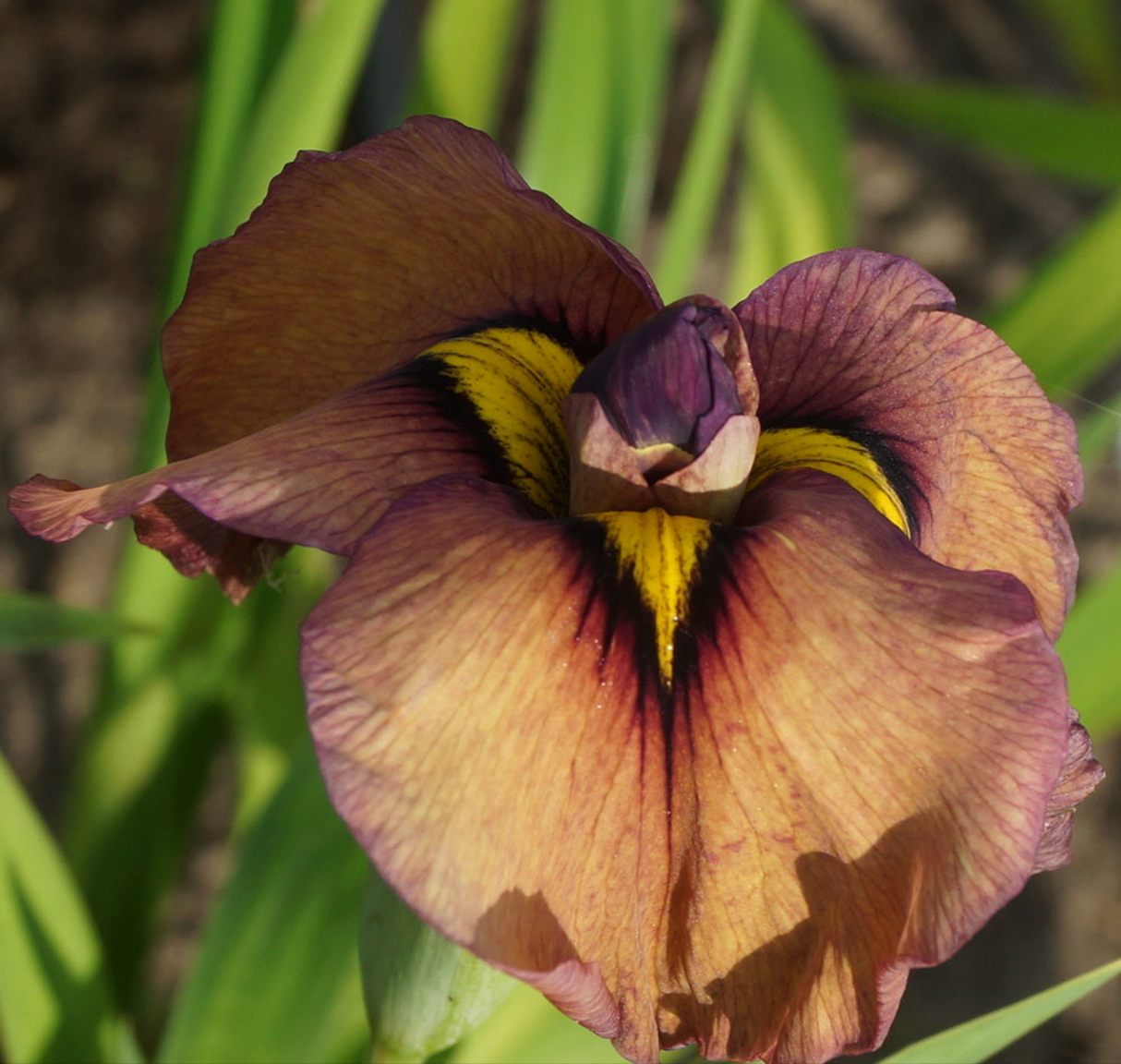 Iris 'Pseudata' (Bare Root) 18 Varieties - Minimum Qty. 5 Per Variety