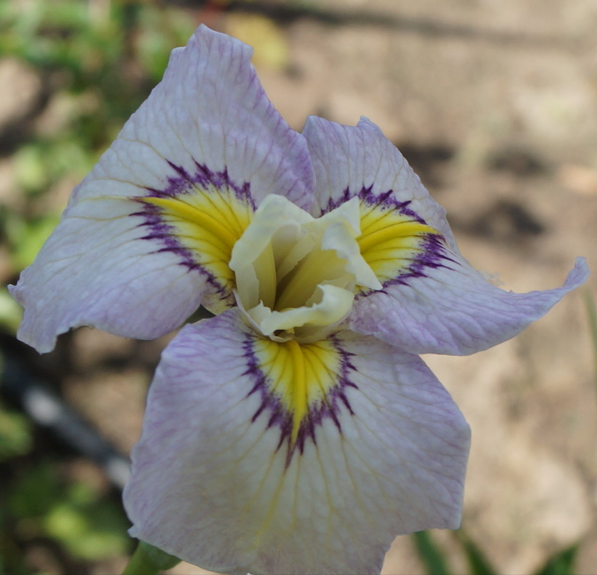 Iris 'Pseudata' (Bare Root) 18 Varieties - Minimum Qty. 5 Per Variety