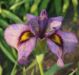 Iris 'Pseudata' (Bare Root) 18 Varieties - Minimum Qty. 5 Per Variety