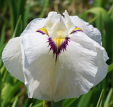 Iris 'Pseudata' (Bare Root) 18 Varieties - Minimum Qty. 5 Per Variety