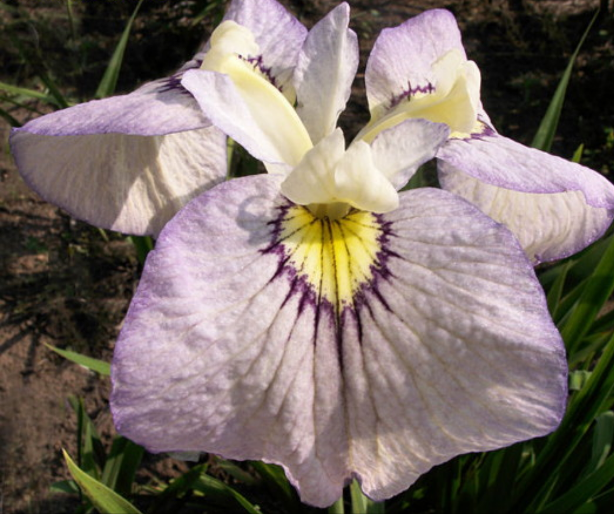 Iris 'Pseudata' (Bare Root) 18 Varieties - Minimum Qty. 5 Per Variety