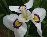 Iris 'Pseudata' (Bare Root) 18 Varieties - Minimum Qty. 5 Per Variety