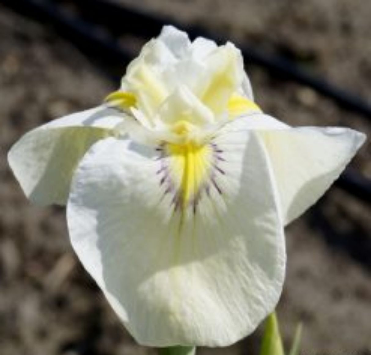 Iris 'Pseudata' (Bare Root) 18 Varieties - Minimum Qty. 5 Per Variety